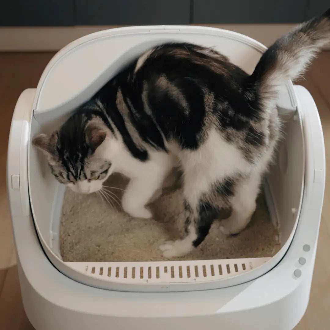 Automatic Cat Litter Box | Odor-Free Waste Disposal and Trash Bags Included